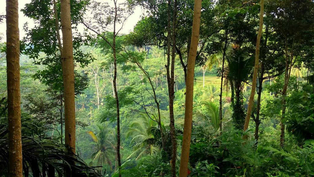 Villa Rimba Ubud Теґалаланґ Екстер'єр фото
